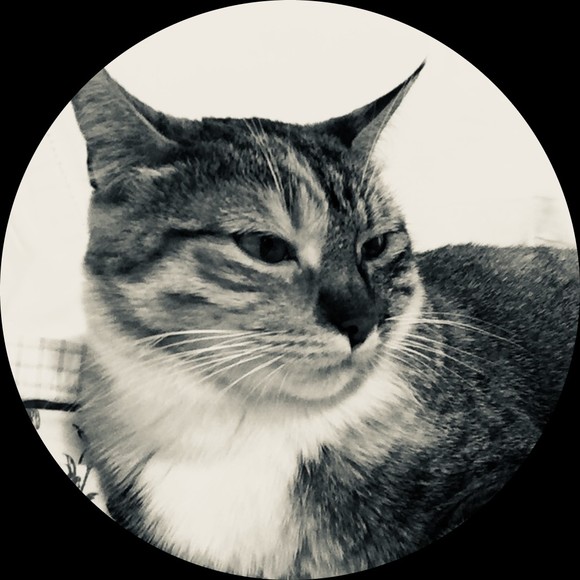 vino_cat